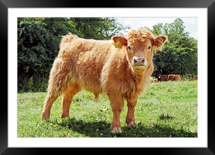 Highland Cow, The Inquisitive Calf Framed Mounted Print by mhfore Photography