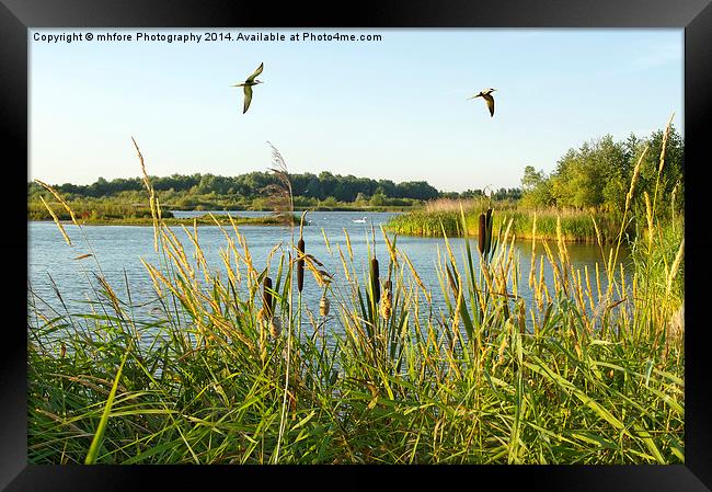 An English Golden Hour Framed Print by mhfore Photography