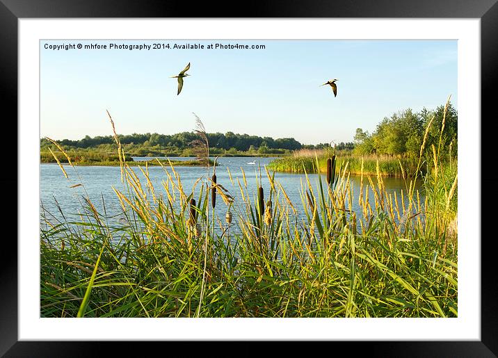 An English Golden Hour Framed Mounted Print by mhfore Photography