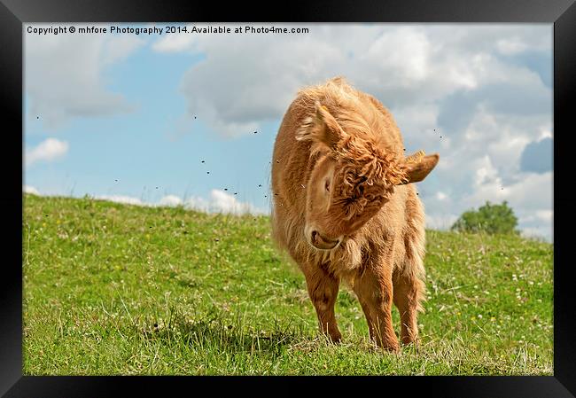  Highland Cow / Calf Framed Print by mhfore Photography