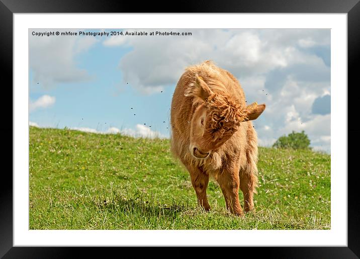  Highland Cow / Calf Framed Mounted Print by mhfore Photography
