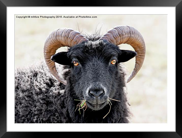  Black Sheep "Eye to Eye Contact"  Hebridean Sheep Framed Mounted Print by mhfore Photography