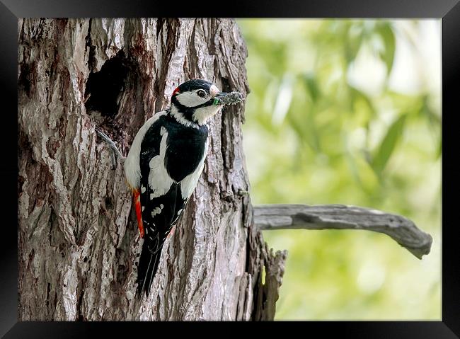  Great Spotted Woodpecker Framed Print by mhfore Photography