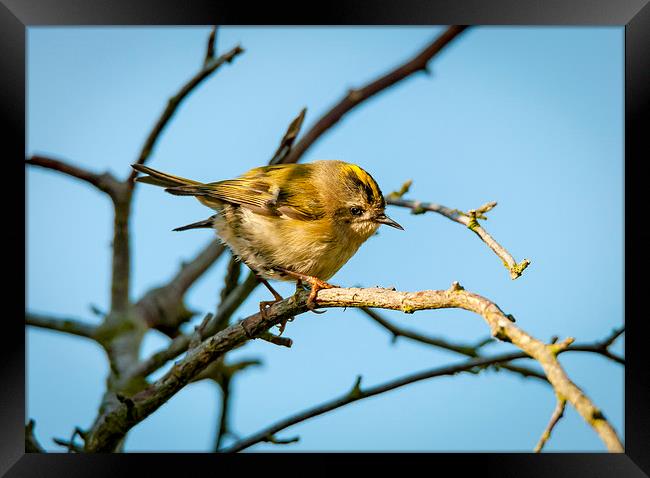  Goldcrest Female Framed Print by mhfore Photography