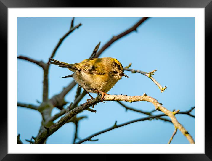  Goldcrest Female Framed Mounted Print by mhfore Photography