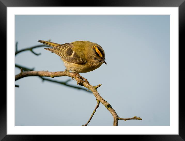  Goldcrest Male Framed Mounted Print by mhfore Photography