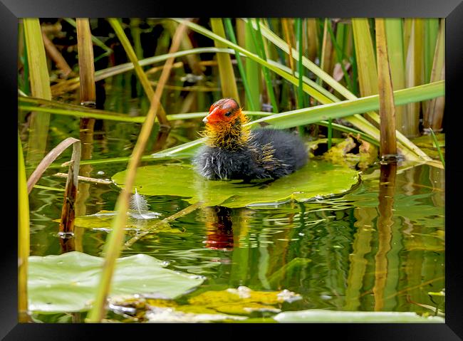  Coot Chick - New to the World Framed Print by mhfore Photography