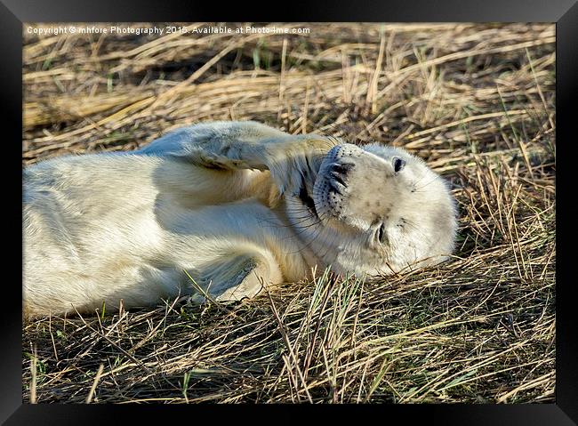  Chilling Out  Framed Print by mhfore Photography