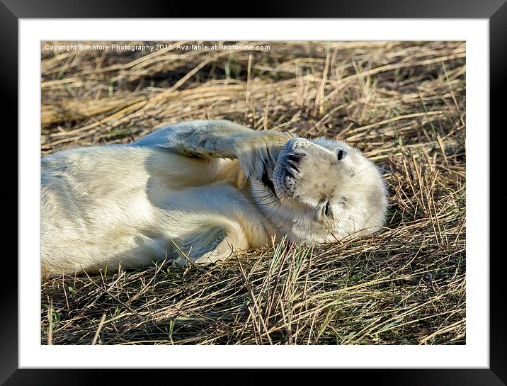  Chilling Out  Framed Mounted Print by mhfore Photography