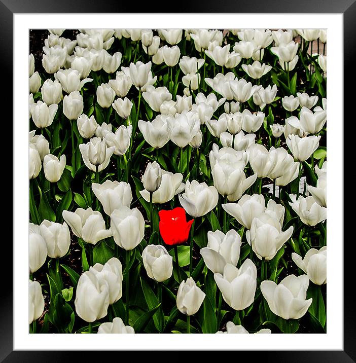 Dare to be Different Framed Mounted Print by Jonathan Parkes