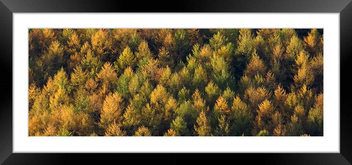 Autumn Gold Framed Mounted Print by Cheryl Quine