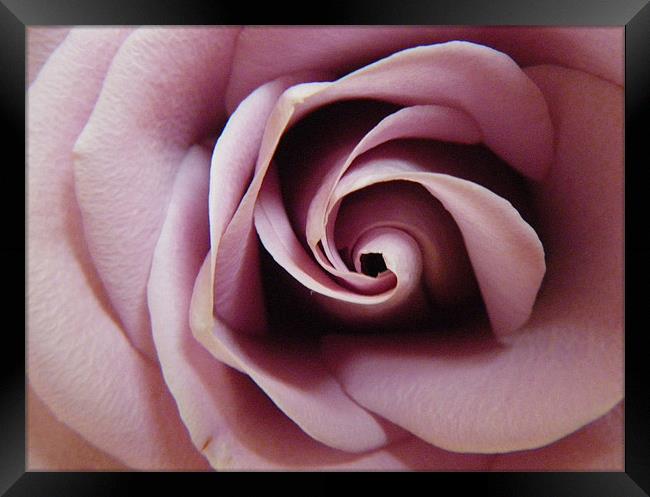 Anniversary Rose Framed Print by Cheryl Quine