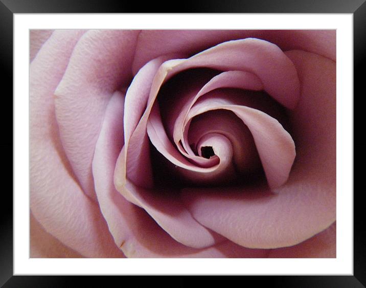 Anniversary Rose Framed Mounted Print by Cheryl Quine