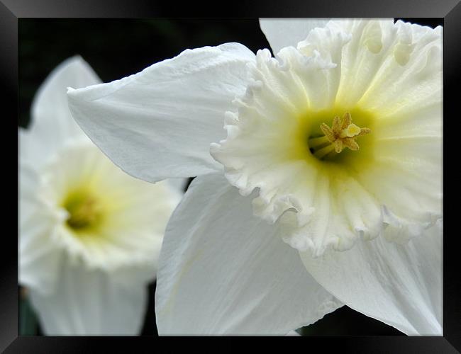 Daffodils Framed Print by Cheryl Quine