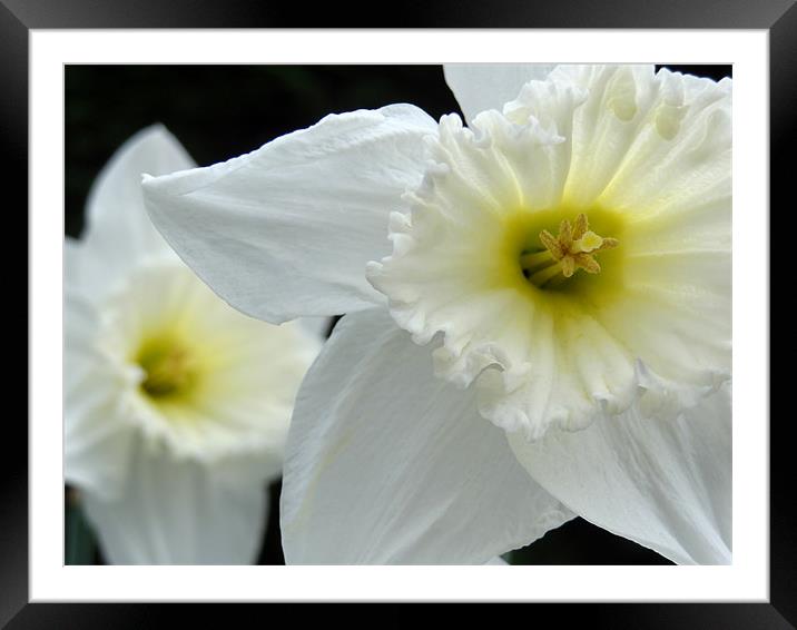 Daffodils Framed Mounted Print by Cheryl Quine