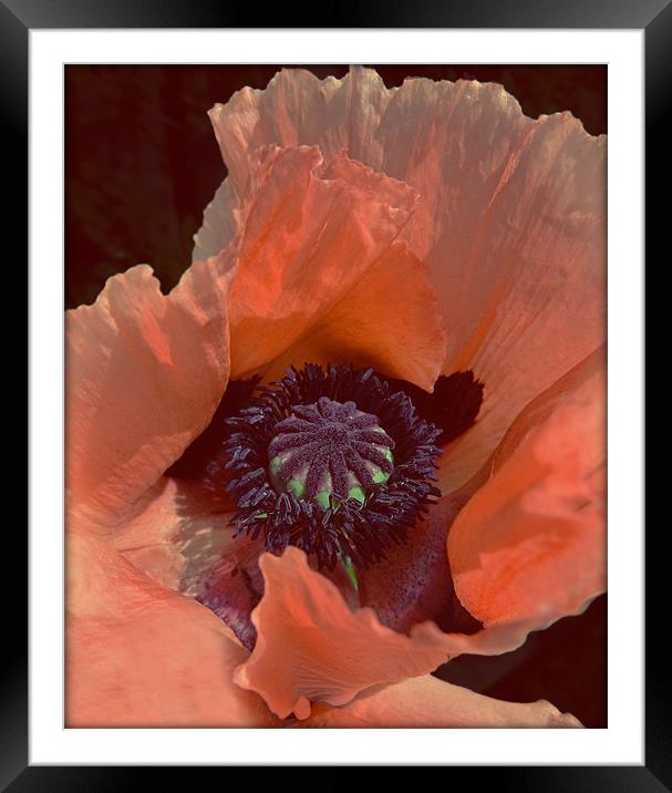 Poppy Framed Mounted Print by Cheryl Quine