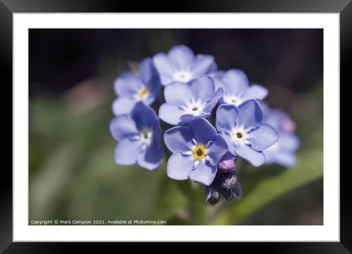 Forget-me-not Framed Mounted Print by Mark Campion