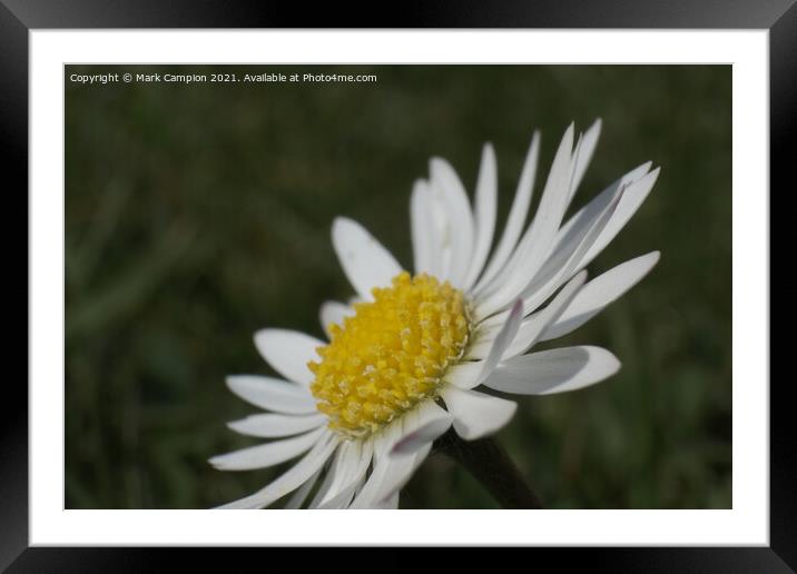 Daisy Flower Framed Mounted Print by Mark Campion