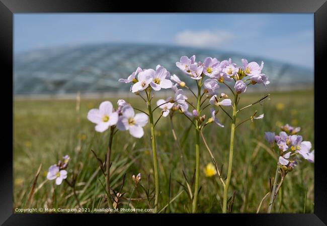 Spring Meadow Flowers at the National Botanic Garden of Wales 1 Framed Print by Mark Campion