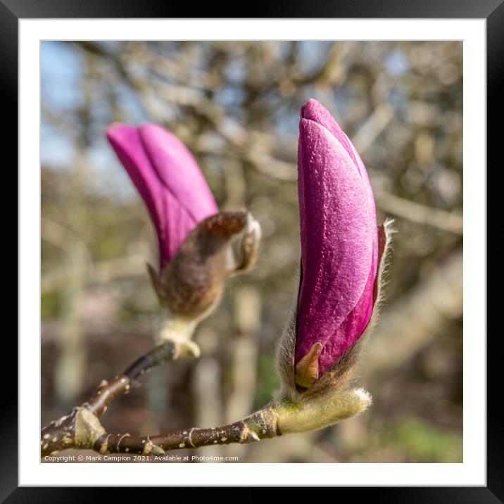 Pink Magnolia Tree Flower Buds Framed Mounted Print by Mark Campion