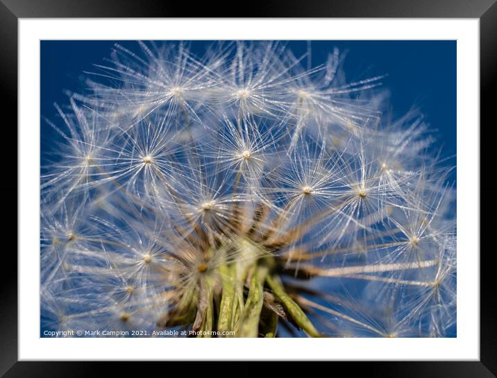 Dandelion Clock in the Sky Framed Mounted Print by Mark Campion