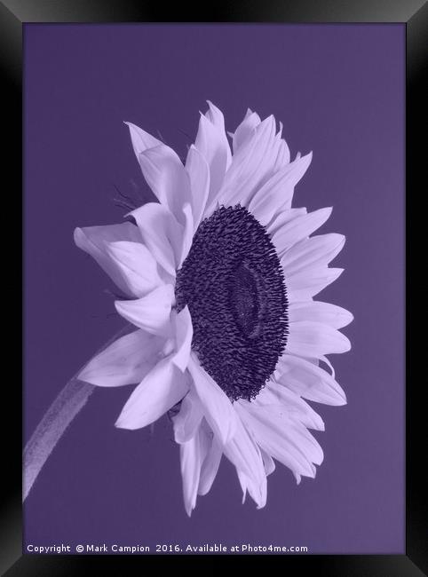 Purple Sunflower Framed Print by Mark Campion