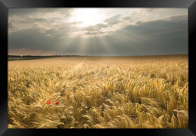 Country Magic Framed Print by Andrew Bannister