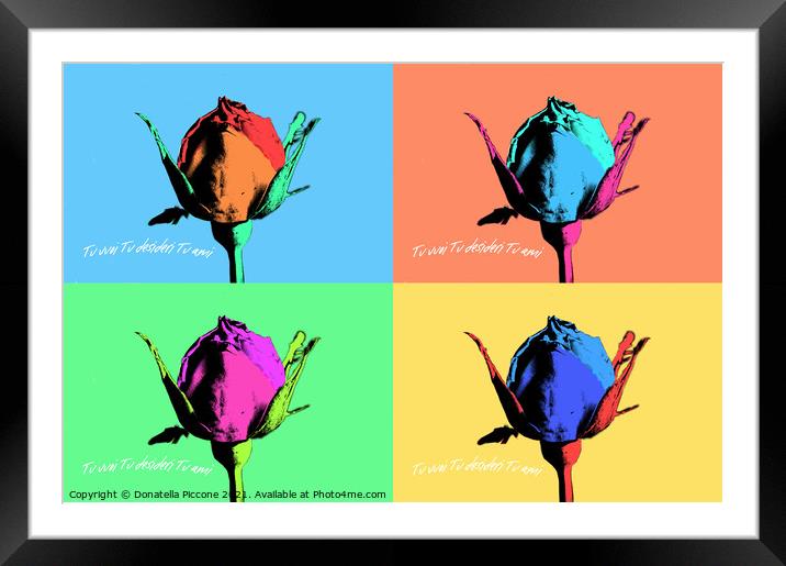 Four coloured rosebuds, boccioli di rosa colorati Framed Mounted Print by Donatella Piccone