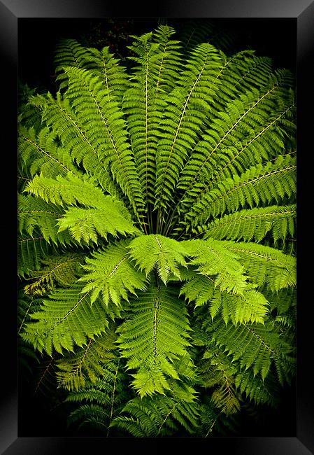 Giant green fern Framed Print by Mark Llewellyn