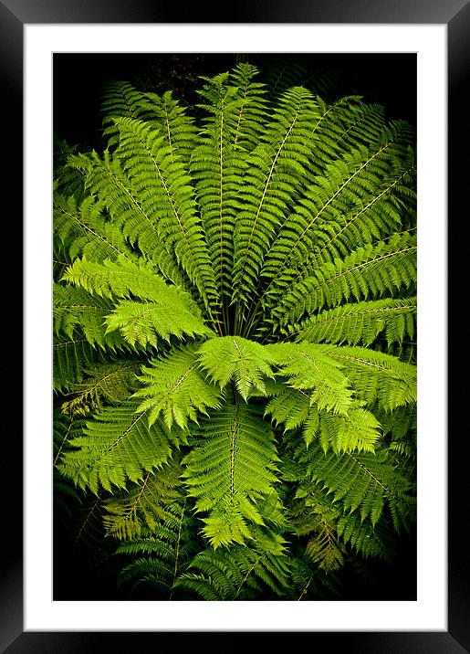 Giant green fern Framed Mounted Print by Mark Llewellyn