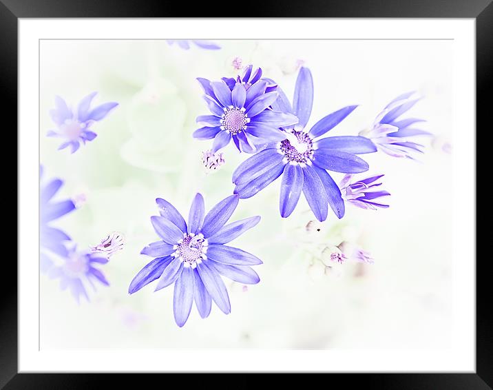 Faded blue flowers Framed Mounted Print by Mark Llewellyn