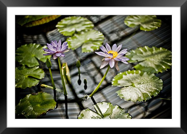 Purple Water Lily Framed Mounted Print by Mark Llewellyn