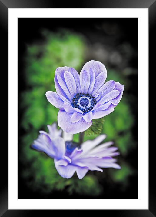 Blue Flower Framed Mounted Print by Mark Llewellyn