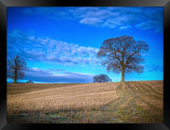 Winter Field with Tree Framed Print by Mark Llewellyn