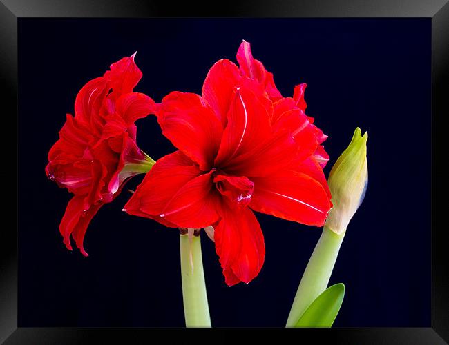 Red Amaryllis Framed Print by Mark Llewellyn