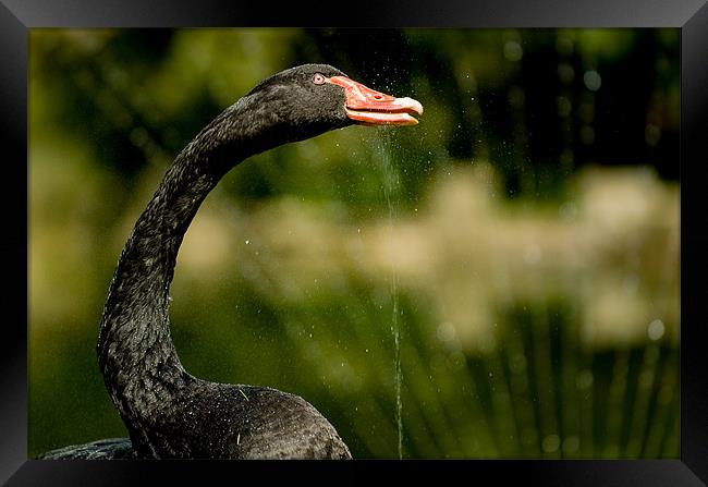 Black Swan Framed Print by Mark Llewellyn