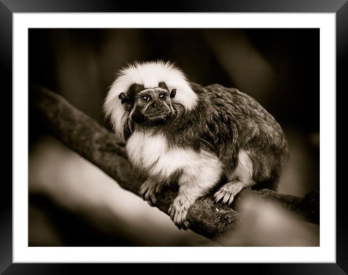 Cotton Top Tamarin Framed Mounted Print by Mark Llewellyn