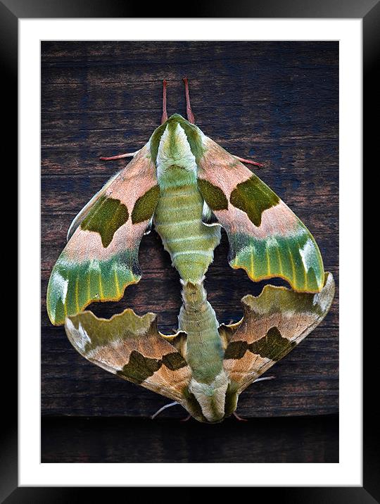 Lime Hawk Moths Framed Mounted Print by Mark Llewellyn