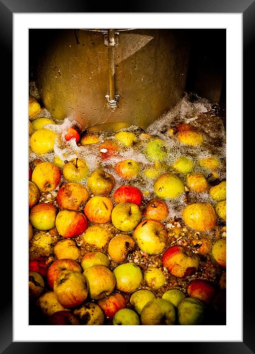 Washing Cider Apples Framed Mounted Print by Mark Llewellyn