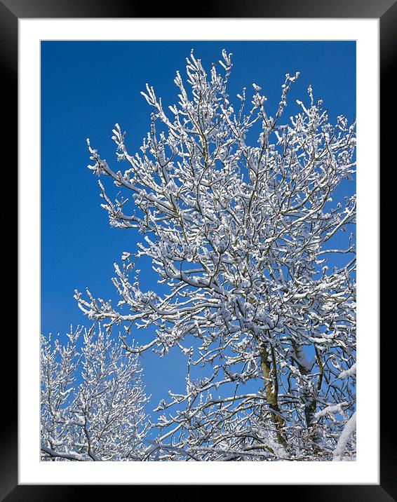 Snow Tree Framed Mounted Print by Mark Llewellyn