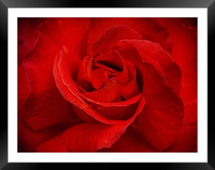 Valentine Rose Framed Mounted Print by Mark Llewellyn
