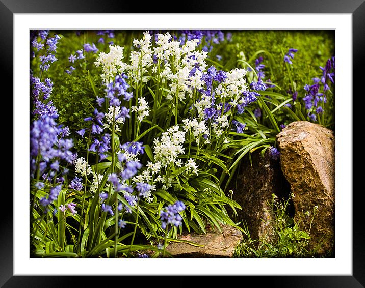 Bluebells Framed Mounted Print by Mark Llewellyn