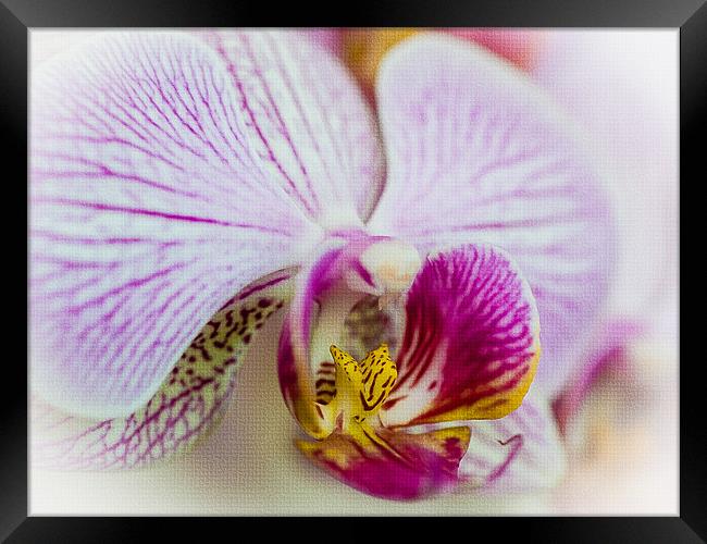 Pink Orchid Framed Print by Mark Llewellyn