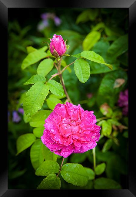 Pink Rose with Bud Framed Print by Mark Llewellyn