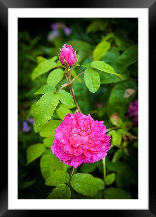 Pink Rose with Bud Framed Mounted Print by Mark Llewellyn