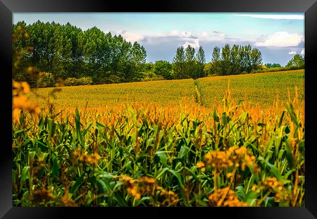 Berkshire Cornfield Framed Print by Mark Llewellyn