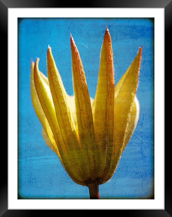 Wild Flower Blooming Framed Mounted Print by Mark Llewellyn
