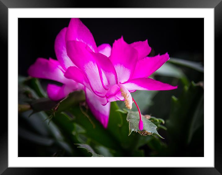 Christmas Cactus Framed Mounted Print by Mark Llewellyn