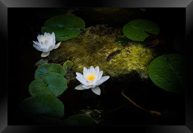 Water Lilies Framed Print by Mark Llewellyn