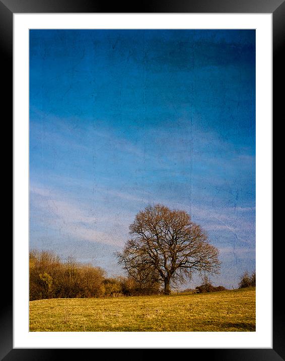 Tree in Field Framed Mounted Print by Mark Llewellyn